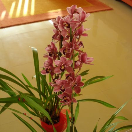 orhidee(mihaela)